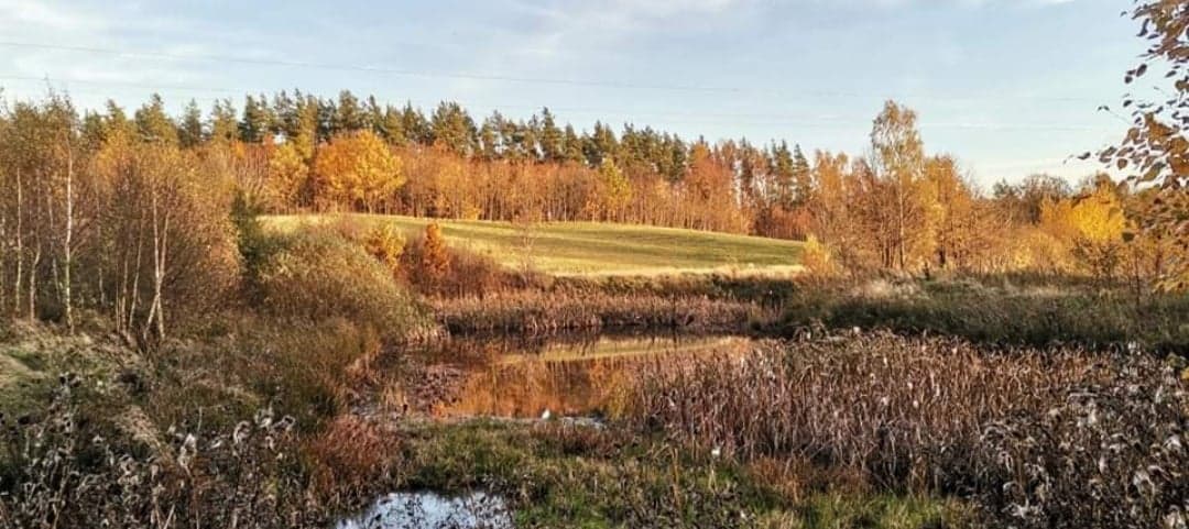 Staw jesienią
